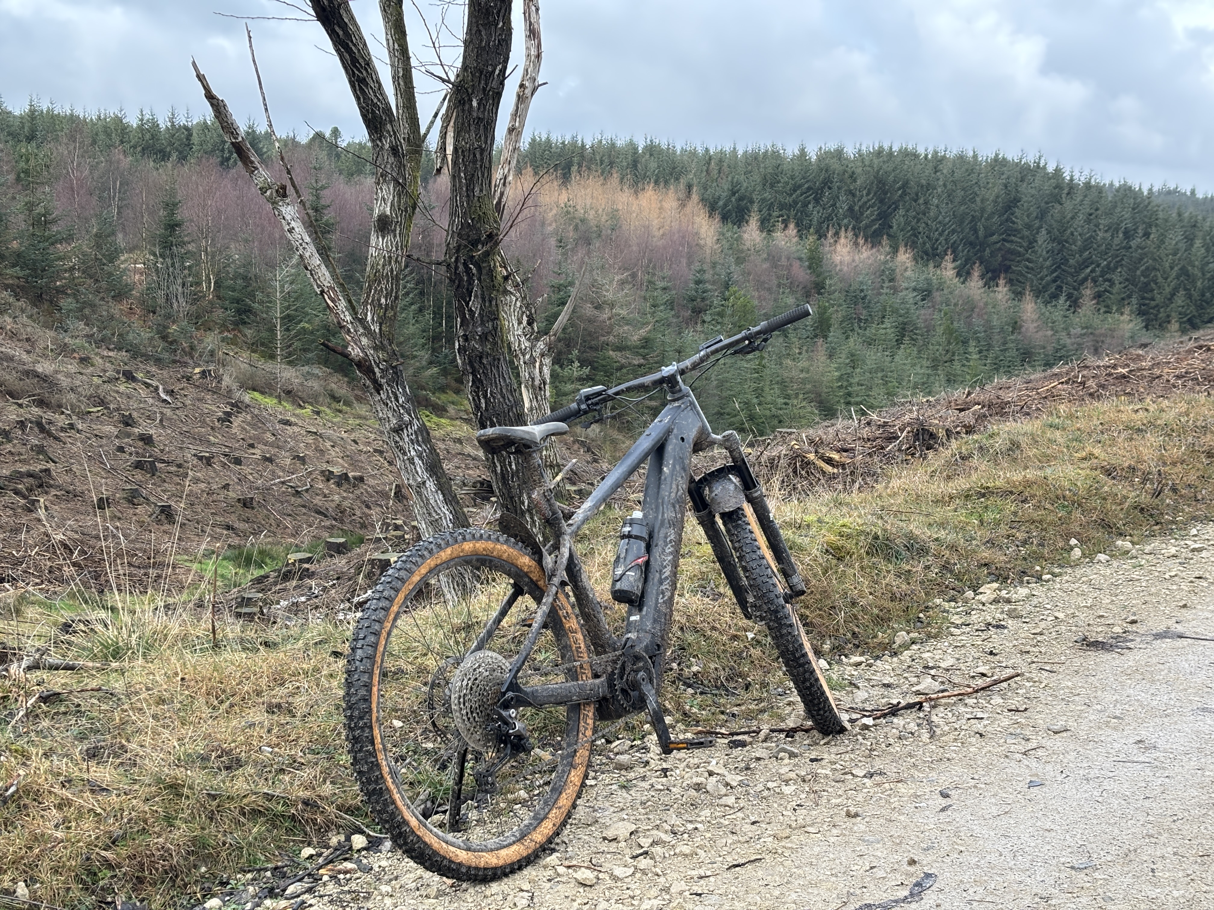 Dalby Forest trail through the pines